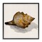 Stupell Industries Conch Shell on Beige Framed Giclee Wall Art Design by Jacob Q